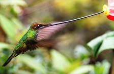 choco toucan  san jorge ecolodge quito ecuador birding
